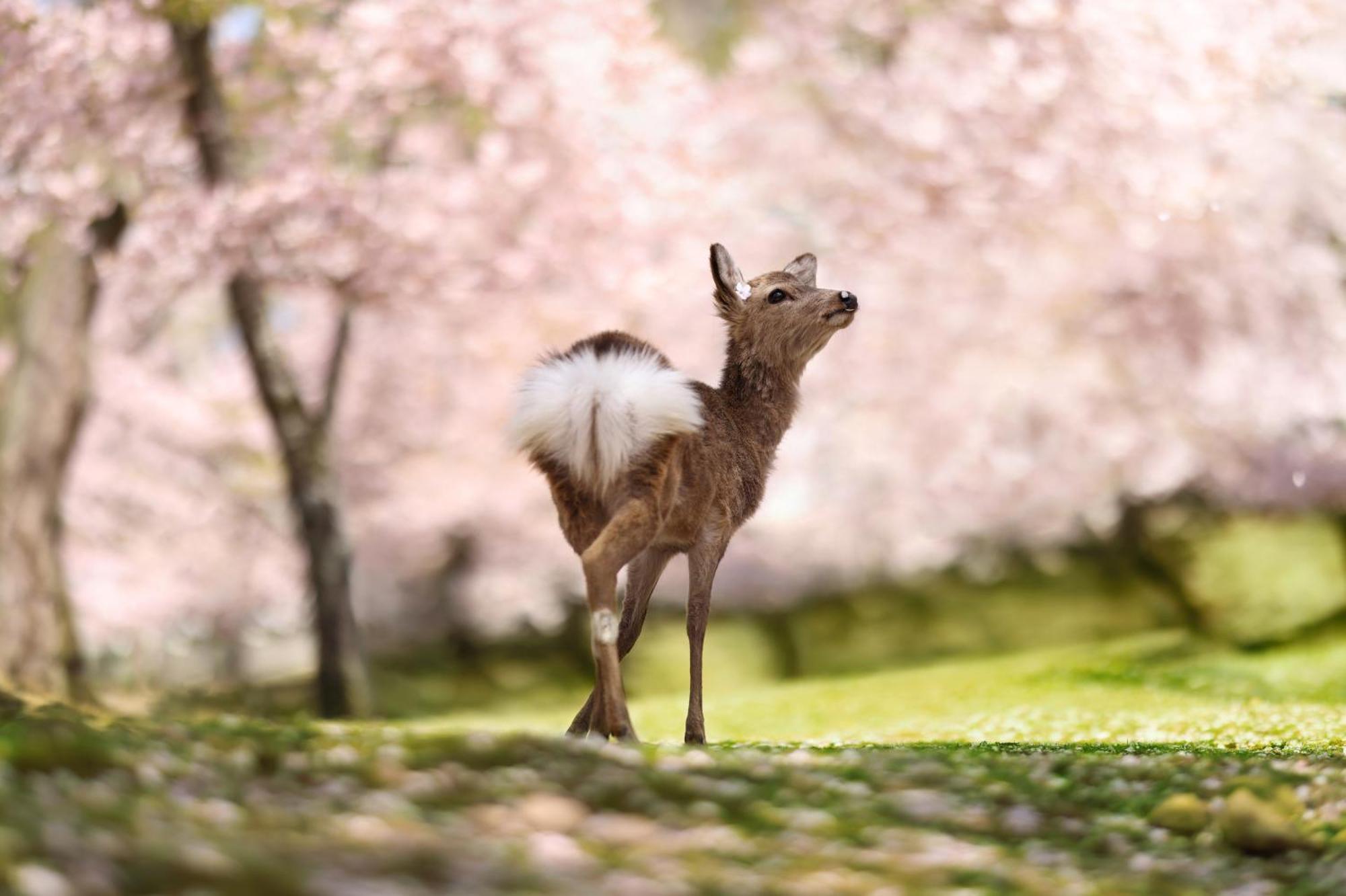 奈良市 蘭奢待ヴィラ エクステリア 写真