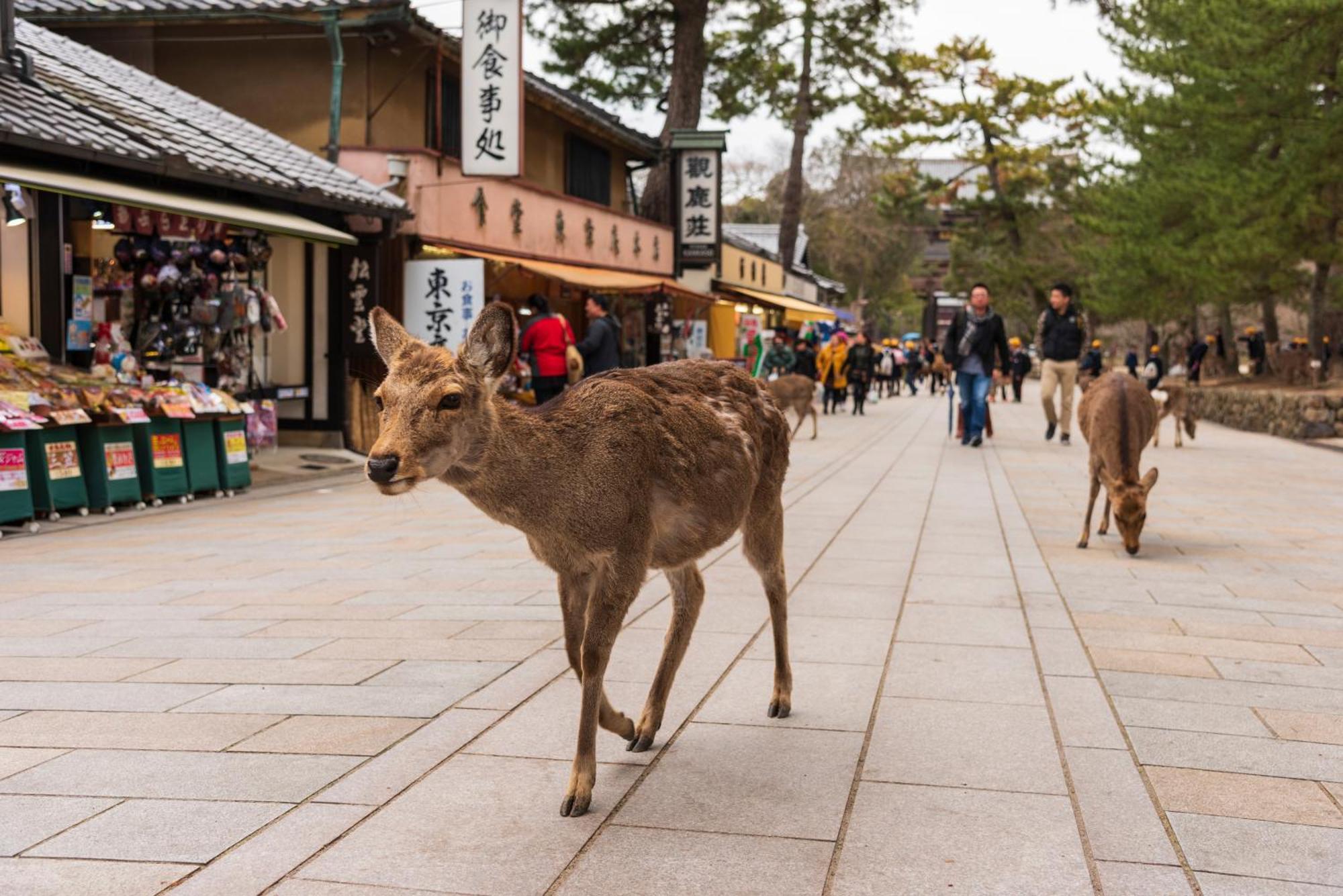 奈良市 蘭奢待ヴィラ エクステリア 写真